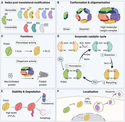 Redox Post-translational Modifications of Protein Thiols in Brain Aging and Neurodegenerative Conditions—Focus on S-Nitrosation